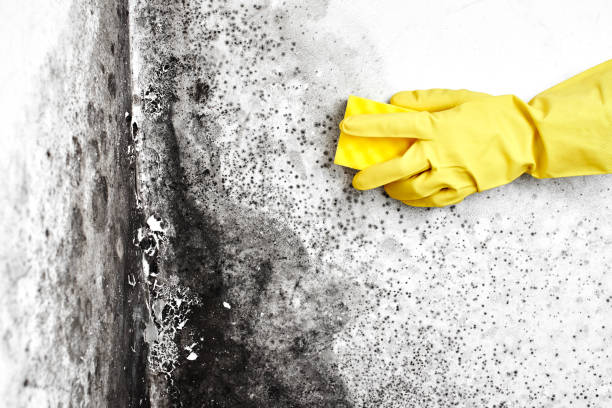 Best Black Mold Removal  in Valhalla, NY